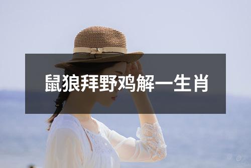 鼠狼拜野鸡解一生肖