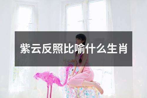 紫云反照比喻什么生肖